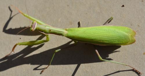 Réf. 295 587 : Mantis religiosa